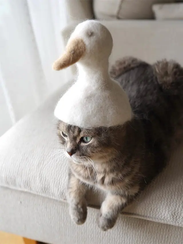 Kerajinan dari Bulu Kucing