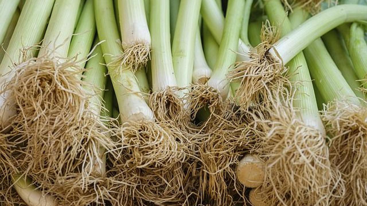 Perbedaan Lokio, Daun Bawang, Kucai
