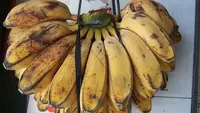 12 Ide Jualan dari Pisang Kepok yang Menguntungkan dan Mudah Dipraktikkan