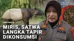 Seekor hewan langka Tapir yang muncul di dekat permukiman warga di Lampung justru diburu. Dagingnya dimasak untuk dikonsumsi. Melukai atau membunuh hewan langka dengan sengaja bisa dipenjara maksimal 15 tahun.