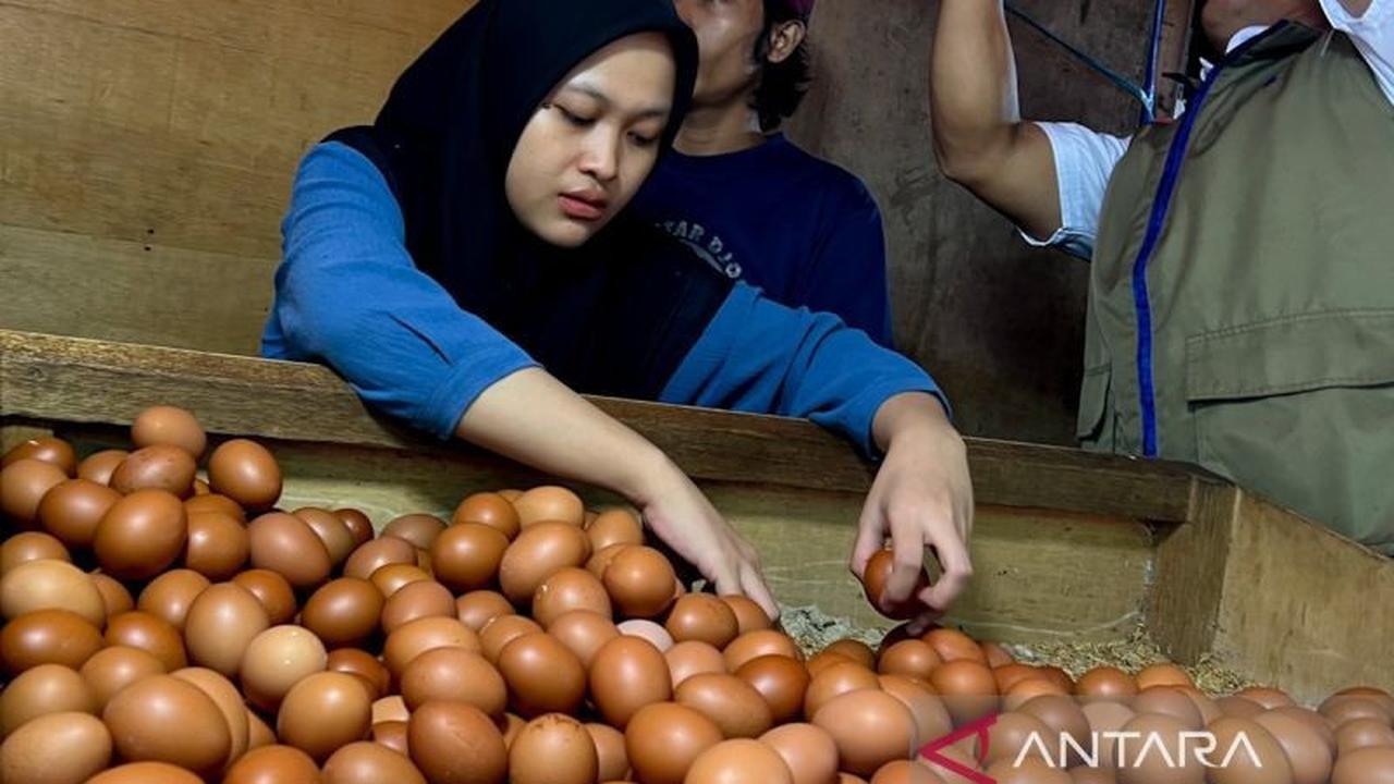 Bapanas Pastikan Penyaluran SPHP Jagung Pakan 242 Ribu Ton Dimulai Maret 2026