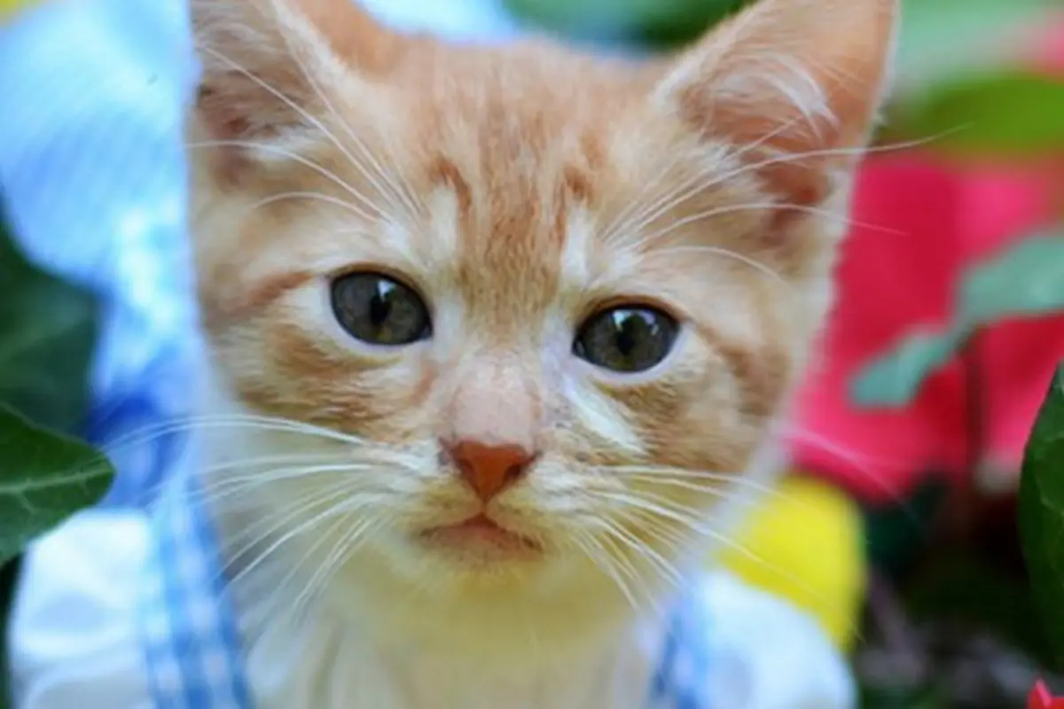 Foto : copyright en.rocketnews24.com