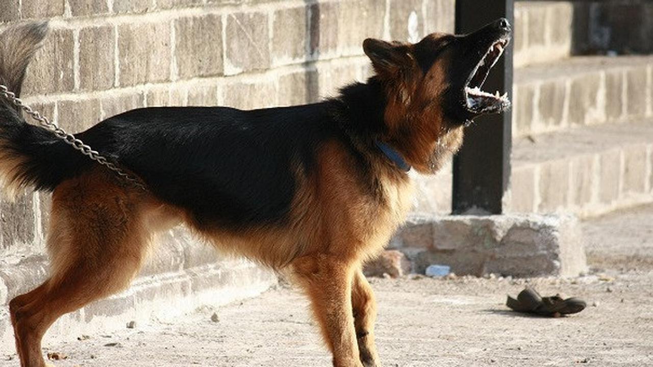Belasan Pendaki Gunung Batukaru Tabanan Digigit Anjing Diduga Rabies