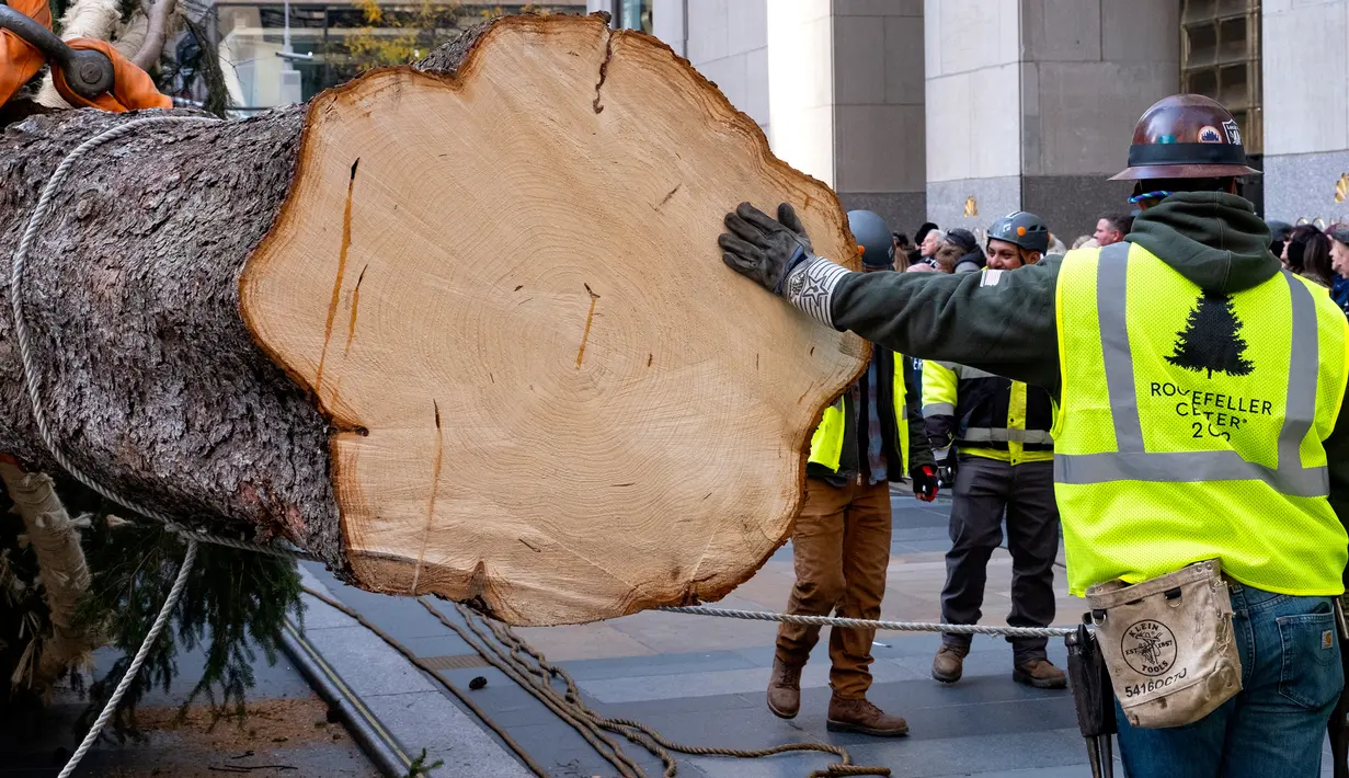 Detail bagian bawah pohon Natal yang siap dipasang di Rockefeller Center, New York pada 9 November 2019. Pohon cemara Norwegia untuk menyambut Natal 2019 tersebut memiliki tinggi 77 kaki atau 12 meter dengan berat 77 ton yang akan dinyalakan pada 4 Desember mendatang. (AP Photo/Craig Ruttle)