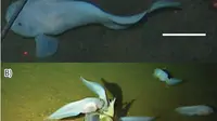 Hadal snailfish yang diidentifikasi sebagai Pseudoliparis swirei di Palung Mariana. (Sumber: Gerringer M. E., Linley T. D., Jamieson A. J., Goetze E., Drazen J. C. / CC BY 3.0)