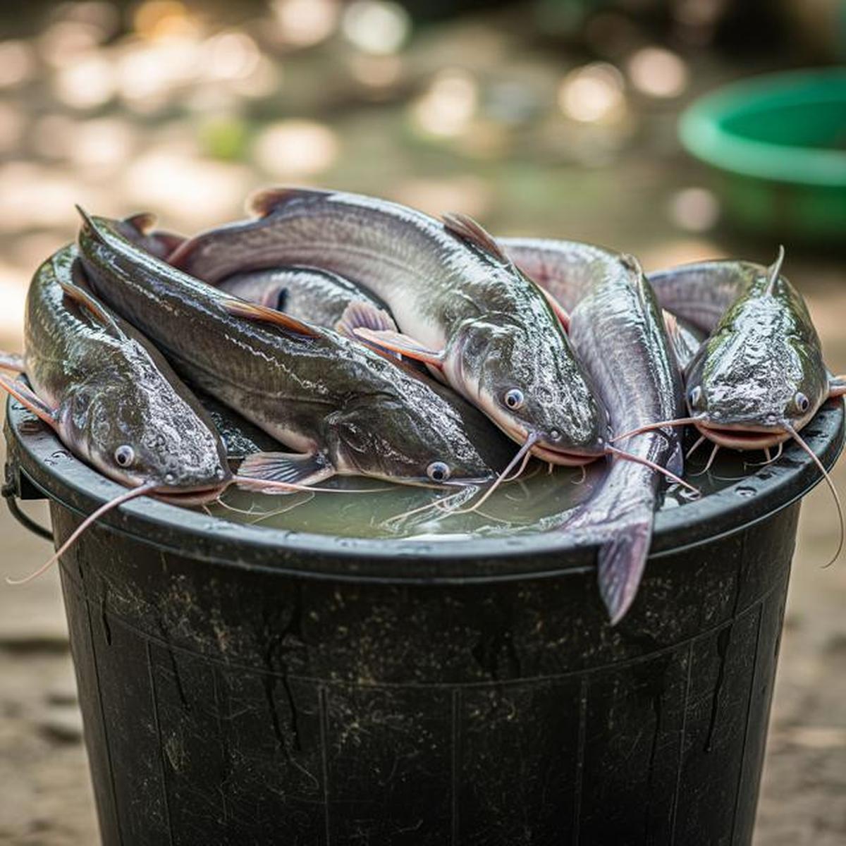 8 Ikan Air Tawar Paling Mudah Dibudidayakan, Cepat Panen dan Cocok untuk Pemula