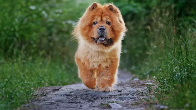 Chow Chow
