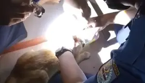 Cerita Petugas Damkar Lepaskan Kepala Kucing Nyangkut Kaleng Makanan