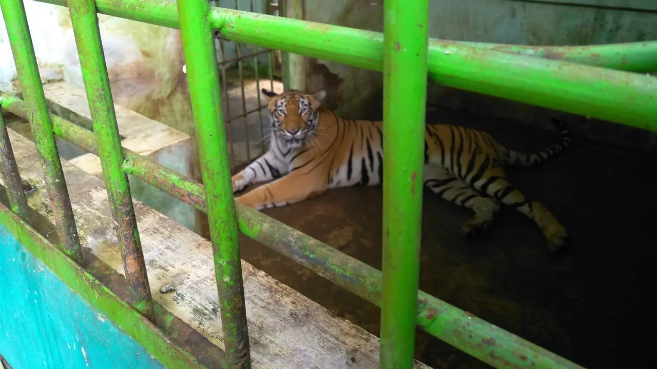 Satwa di Medan Zoo