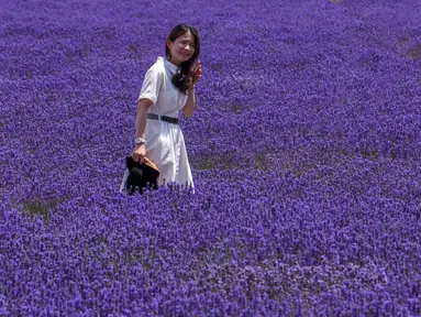 Seorang wanita mengunjungi ladang lavender di Wilayah Huocheng, Daerah Otonom Uighur Xinjiang, China (16/6/2020). Dengan lahan budidaya seluas 3.733 hektare, industri lavender di Wilayah Huocheng menciptakan 15.000 lebih lapangan pekerjaan pada 2019. (Xinhua/Zhao Ge)