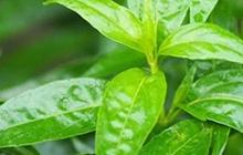 Meski Terkenal Pahit, Ini 8 Khasiat Daun Sambiloto yang Sayang untuk Dilewatkan
