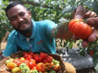 Petani binaan PT East West Seed Indonesia (Ewindo) memanen tomat saat Expo Nasional Cap Panah Merah di Jawa Barat, Jumat (5/5). Sebanyak 700 petani hadir dalam acara expo tersebut. (Liputan6.com/Istimewa)