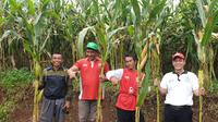 Area Manajer Jawa Barat Raja Heldiyana bersama Bambang Heryanto, Area Manajer Jawa Tengah, dan para petani jagung, sebelum panen raya jagung varietas R7 di Kecamatan Pasirwangi, Garut, Jawa Barat. (Liputan6.com/Jayadi Supriadin)