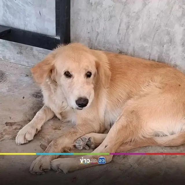 Anjing Bawa Pulang Bom
