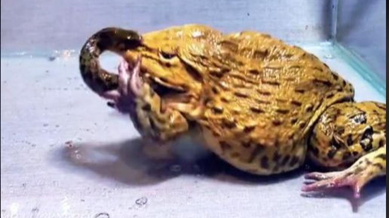Namun ular tetap melawan dengan menggigit bibir katak. Walau sudah melakukan perlawan, ular itu tetap tidak berkutik dan katak berhasil memangsa ular.