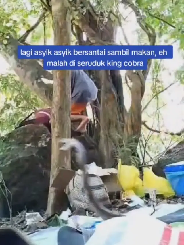 Lagi asyik makan, sekumpulan remaja diseruduk ular kobra