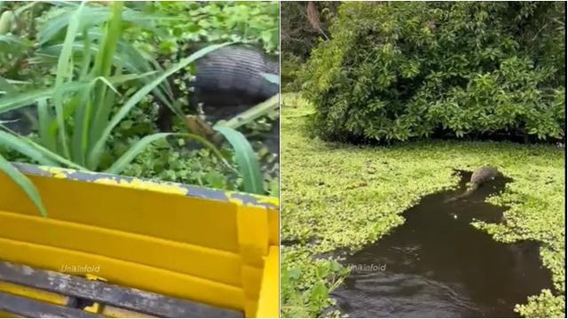 Pemancing Ini Rekam Momen Anaconda Raksasa Berenang Lewati Perahunya, Merinding