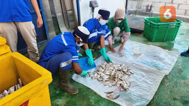 Ikan petek, biasanya diolah jadi ikan asin murah, kini naik kelas sebagai bahan utama susu ikan. (Foto: Ade Nasihudin Al Ansori/Liputan6.com)