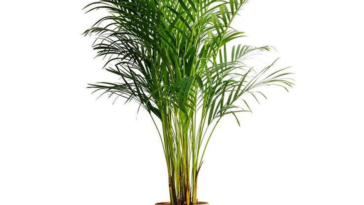 Bamboo Palm (Chamaedorea seifrizii)<br>