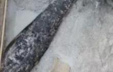 Ini Kayu Pertama yang Digunakan Manusia Saat Bangun Rumah, Berusia Hampir 500.000 Tahun