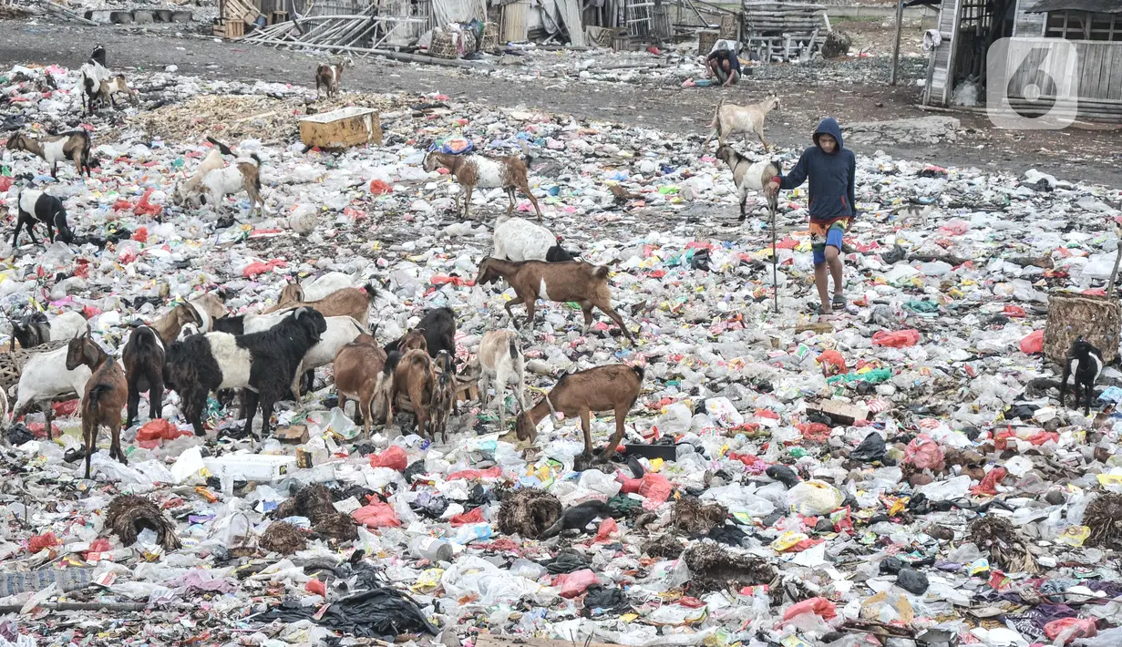 Warga menggembala kawanan kambing ternak di pesisir Cilincing, Jakarta Utara, Minggu (12/6/2022). Minimnya kesadaran peternak di kawasan tersebut menyebabkan kawanan kambing berburu makanan di tempat pembuangan sampah yang dapat membahayakan kesehatan hewan, terlebih akan dijual untuk kurban Idul Adha. (merdeka.com/Iqbal S. Nugroho)