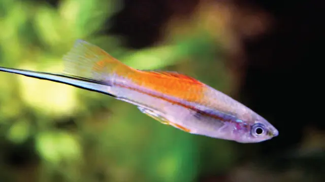  Nakama Aquatics)