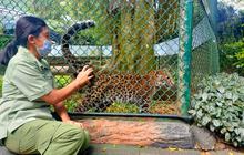 Populasi Macan Tutul Jawa Diambang Krisis, Temuan Ahli Ini Ungkap Penyebab Utama Terjadinya Kepunahan
