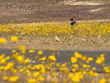 Seorang wanita berada menikmati suasana ditengah hamparan bunga liar yang tumbuh di Taman Nasional Death Valley, California (4/3). Lokasi tumbuhnya bunga-bunga ini merupakan tempat yang kering dan mustahil ditumbuhi tumbuhan. (ROBYN BECK / AFP)