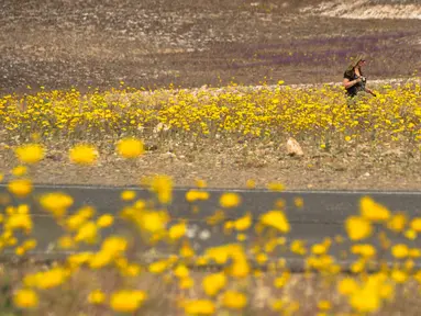 Seorang wanita berada menikmati suasana ditengah hamparan bunga liar yang tumbuh di Taman Nasional Death Valley, California (4/3). Lokasi tumbuhnya bunga-bunga ini merupakan tempat yang kering dan mustahil ditumbuhi tumbuhan. (ROBYN BECK / AFP)