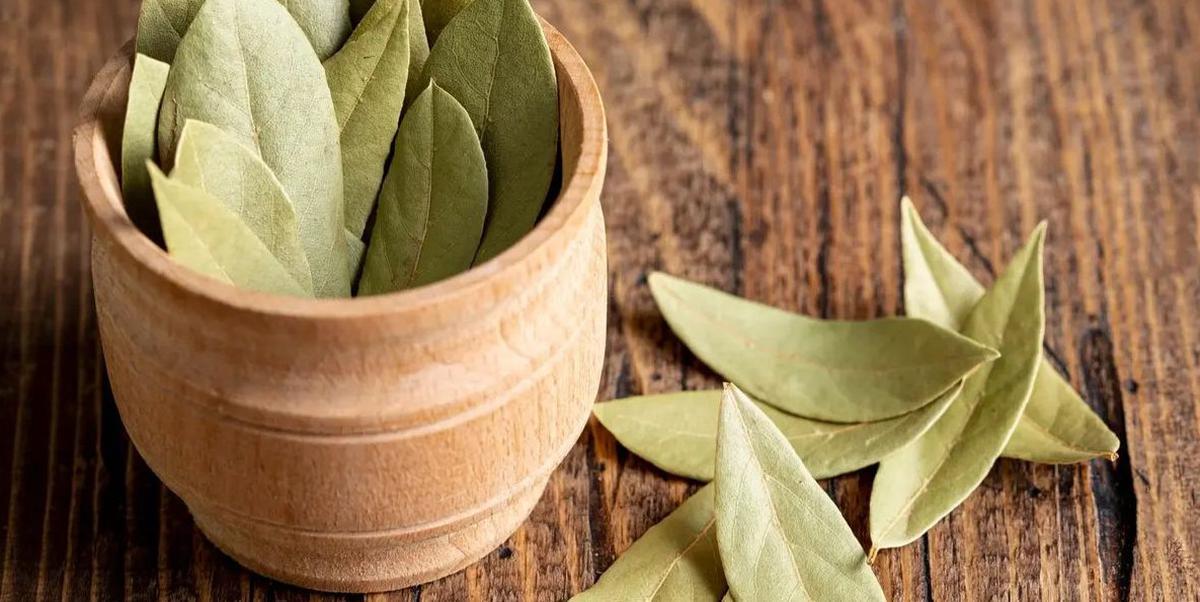 Manfaat Daun Salam untuk Menurunkan Kolesterol dan Mengelola Gula Darah