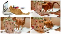 Laptop Kardus untuk Mainan Kucing