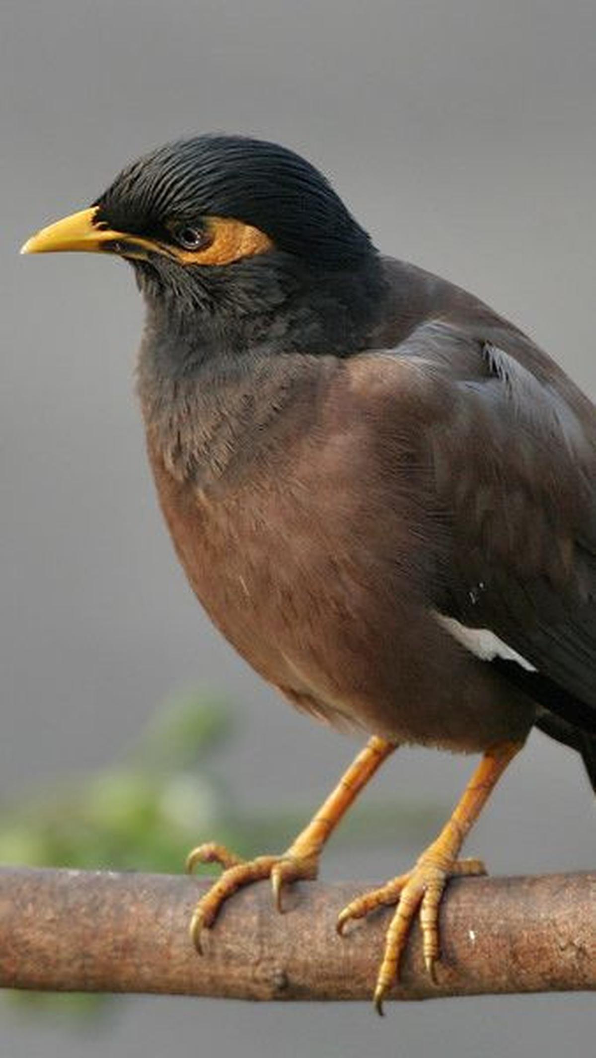 9.&nbsp;Burung Kerak Ungu