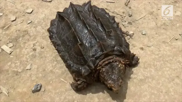 Kura kura ini ditemukan warga di pinggiran anak sungai Kapuas yang kemudian ditangkap dan menjadi tontonan warga sekitar.