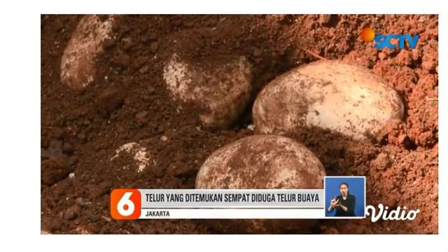 Puluhan telur yang ditemukan petugas UPK Badan Air Dinas Lingkungan Hidup Jakarta Utara