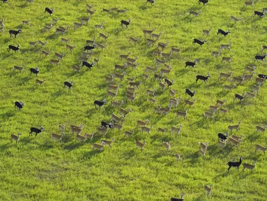 Antelope berlari saat mereka bermigrasi melalui taman nasional dan sekitarnya di Sudan Selatan, Selasa, 18 Juni 2024. (AP Photo/Brian Inganga)