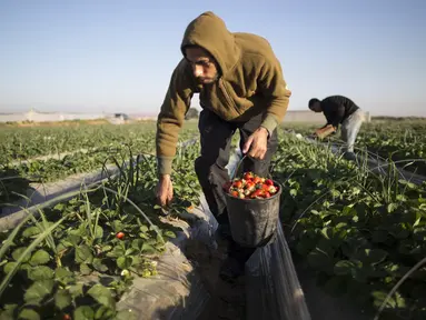 Seorang petani Palestina memetik buah stroberi saat panen di sebuah lapangan di Beit Lahia, Jalur Gaza, 4 Desember 2016. Menanam stroberi menjadi andalan warga Palestina untuk bertahan di tengah bombardir Israel. (MAHMUD HAMS/AFP)