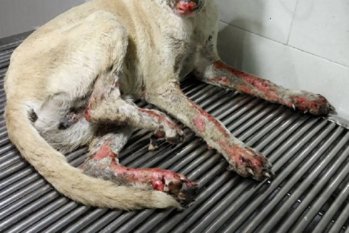  Hope, Anjing Korban Sinabung Alami Kebutaan