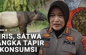 Jadi Sorotan! Tapir, Satwa Langka Namun Diburu dan Dimasak Warga