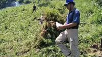 Dari ladang tersebut, petugas gabungan menemukan 7.500 batang pohon ganja siap panen. Penemuan itu tindak lanjut dari hasil penyelidikan yang dilaksanakan sebelumnya.