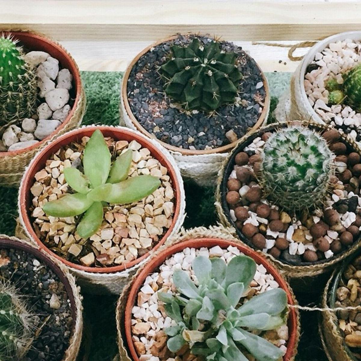 7 Tips Merawat Kaktus Mini Indoor, Lakukan Ini Agar Tetap Tumbuh Subur