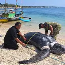 Penyu Belimbing Raksasa Membusuk di Perairan Sukabumi