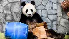 Panda raksasa (ailuropoda melanoleuca) bermain kardus dan gentong di Kebun Binatang Moskow, Rusia, Sabtu (13/7/2019). (Kirill KUDRYAVTSEV/AFP)