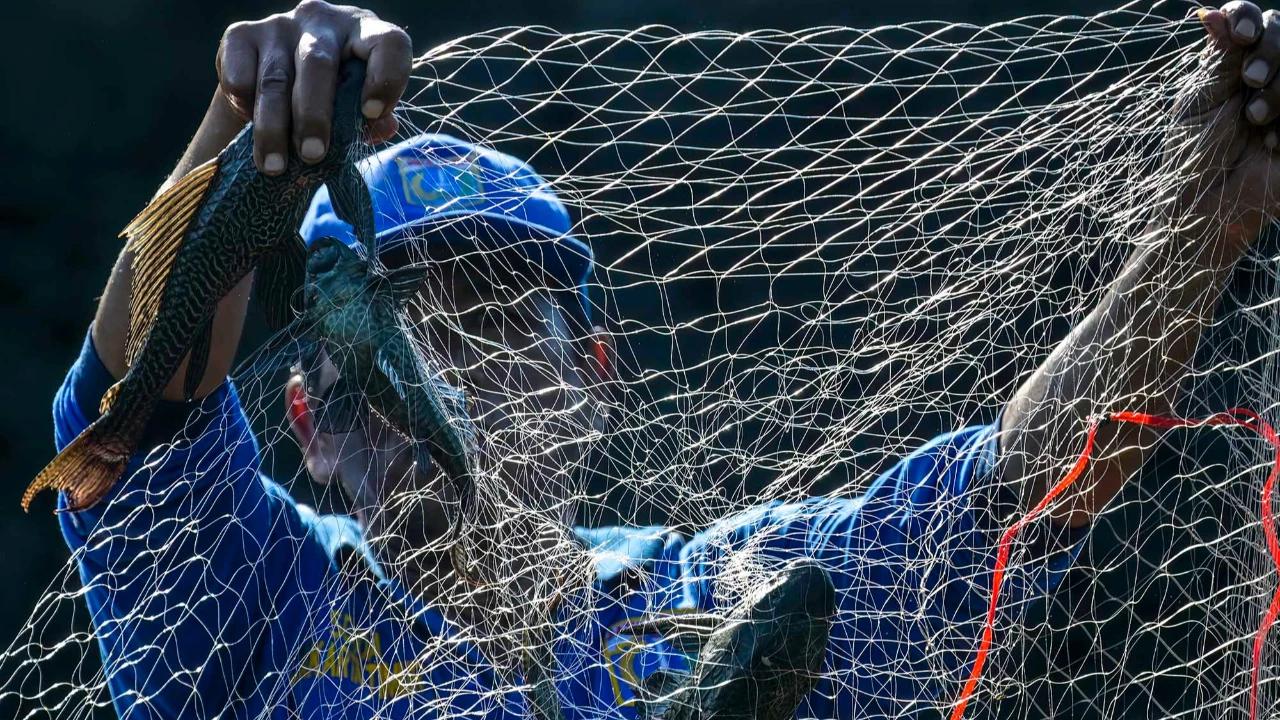 FOTO: Pemusnahan Ikan Sapu Sapu di Waduk Kaja Ciracas