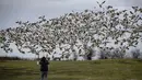 Seorang perempuan mengambil gambar angsa salju yang terbang di Garry Point Park, di Richmond, British Columbia, Kanada pada Minggu (10/1/2021). Angsa, yang berkembang biak di Siberia, bermigrasi di sepanjang pantai pasifik untuk menghabiskan musim dingin. (Darryl Dyck/The Canadian Press via AP)