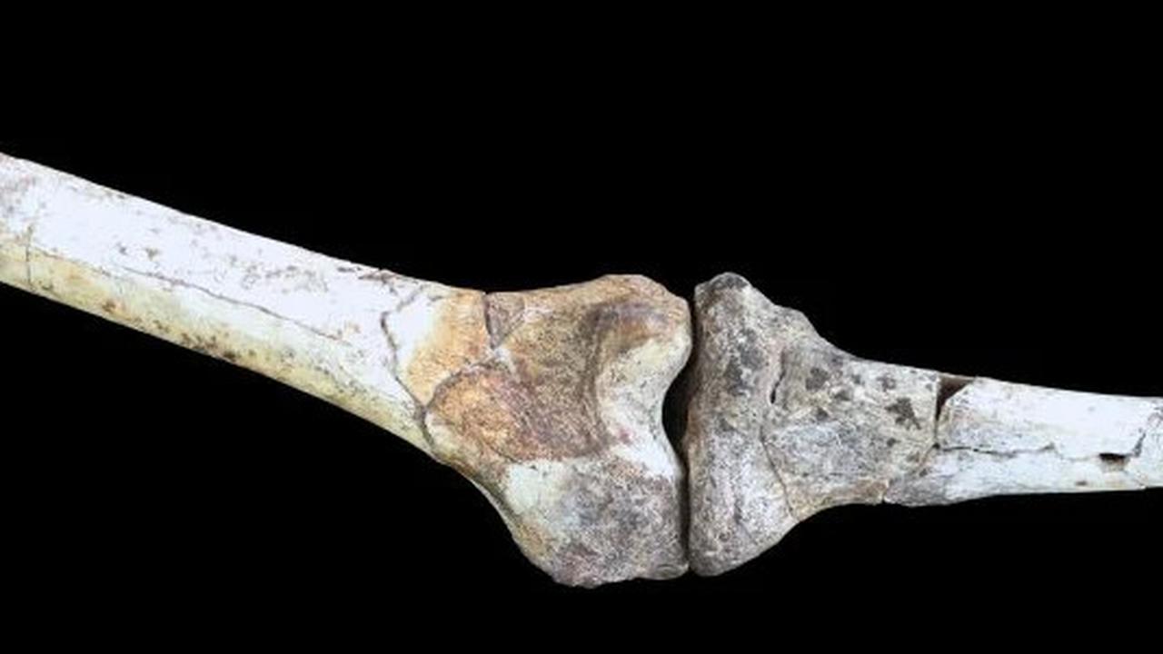 Paranthropus robustus