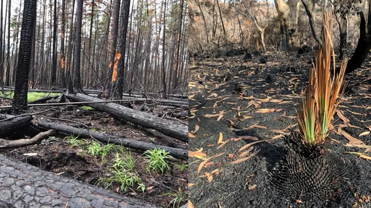 Foto Tumbuhan Hidup di Hutan Sisa Kebakaran Australia