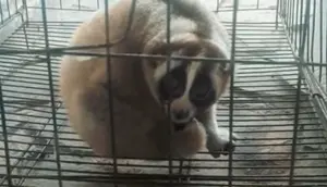 Satwa Langka Gede Pangrango Masuk Permukiman