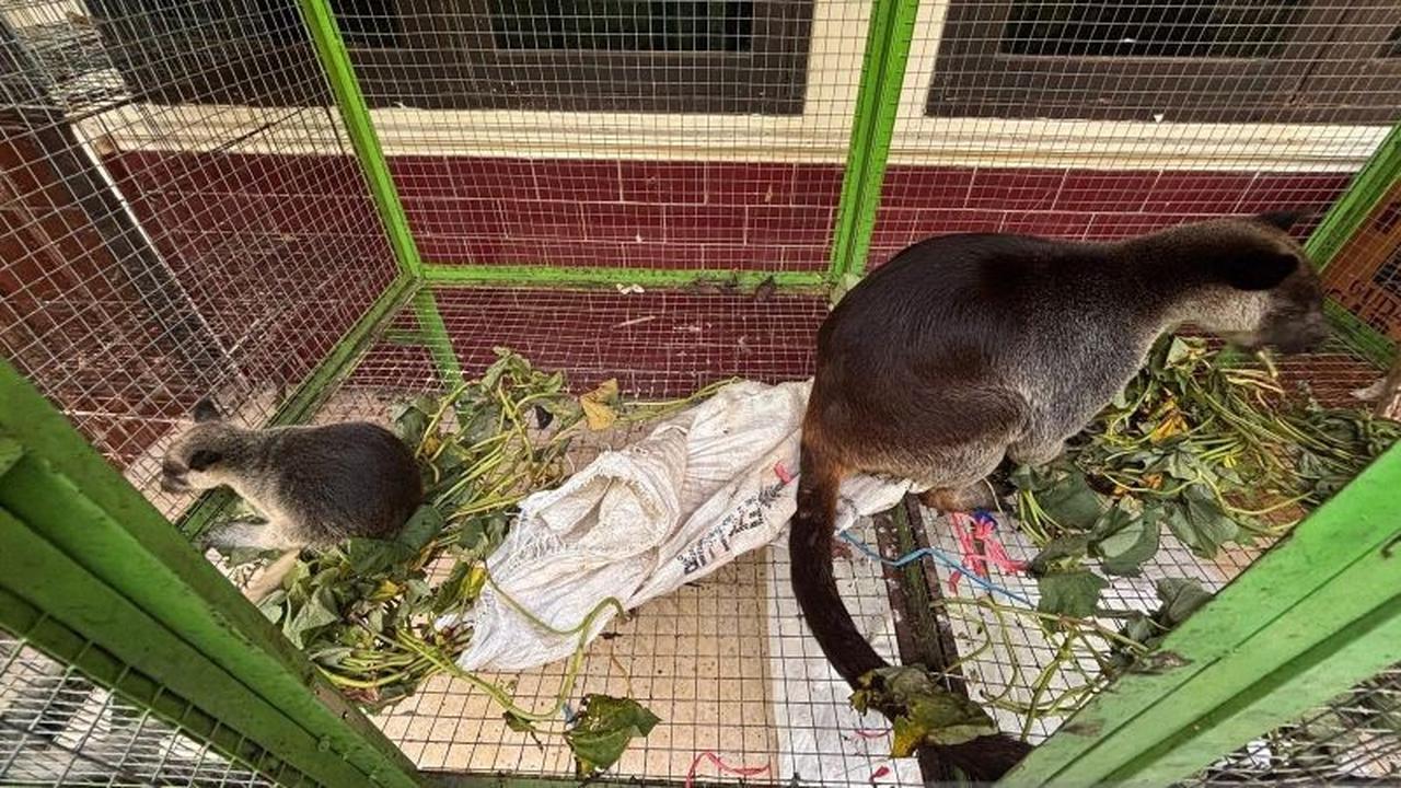Terungkap! Penyelundupan Satwa Liar Kakatua Raja dan Kanguru Pohon dari Manokwari, Nyaris Dijual di Jawa