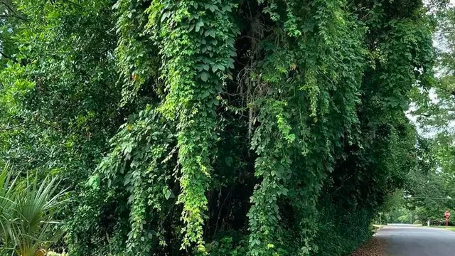 fenomena unik alam