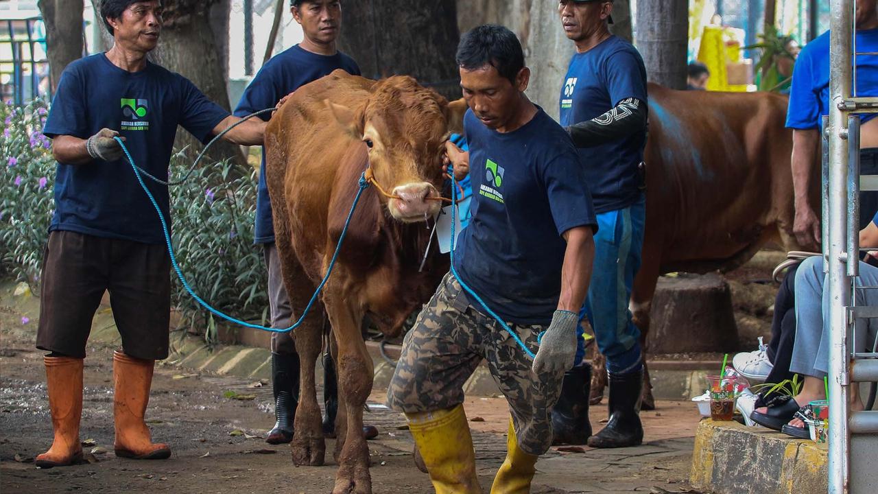 FOTO: Daging Sapi Kurban Prabowo dan Gibran di  Mesjid Istiqlal Akan Dimasak dan  Dibagikan Kepada Anak-Anak Yatim